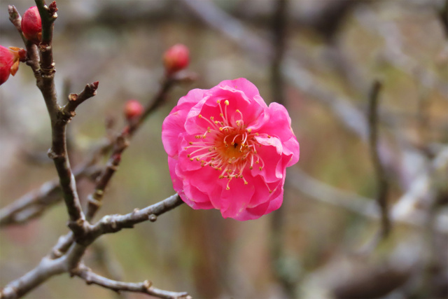 紅梅ほころぶ 5