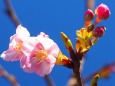 上野東照宮ぼたん苑の河津桜