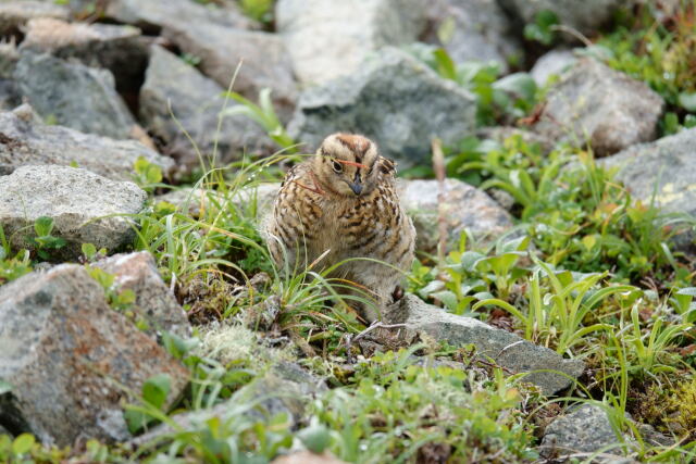 爺ヶ岳のチビ雷鳥3