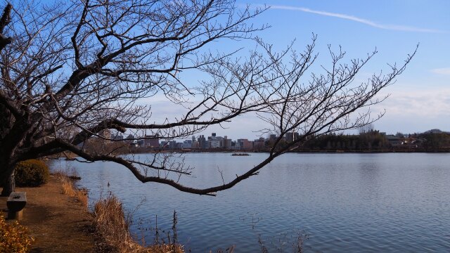 新春の千波湖