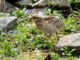 爺ヶ岳のチビ雷鳥4