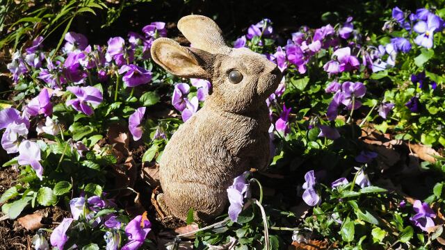 船橋アンデルセン公園のパンジー