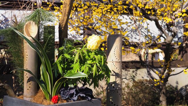 上野東照宮の冬牡丹と蝋梅