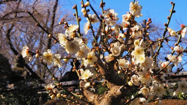 上野東照宮ぼたん苑の梅