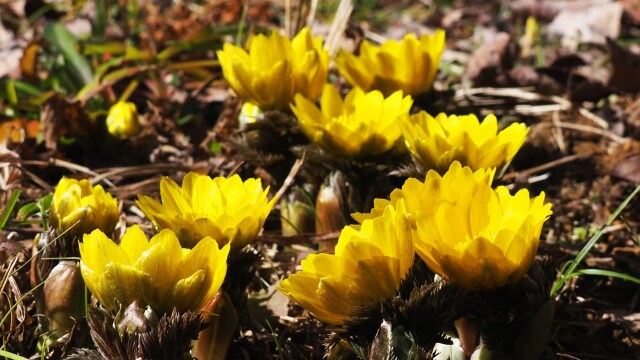 昭和記念公園の福寿草