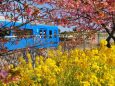 三浦の河津桜と菜の花と京急電車