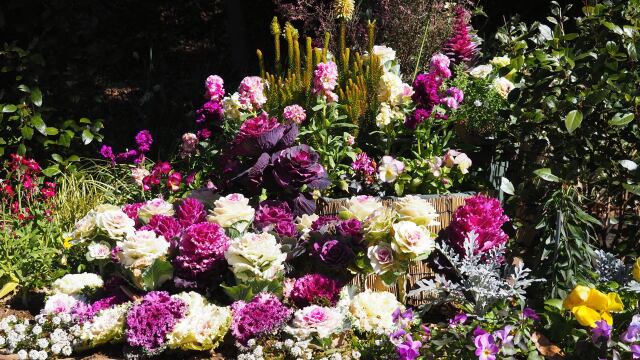 船橋アンデルセン公園の葉牡丹