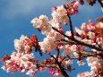 糸川遊歩道のあたみ桜