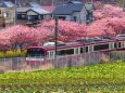 三浦の河津桜と菜の花と京急電車