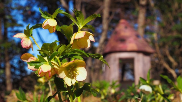 昭和記念公園のクリスマスローズ