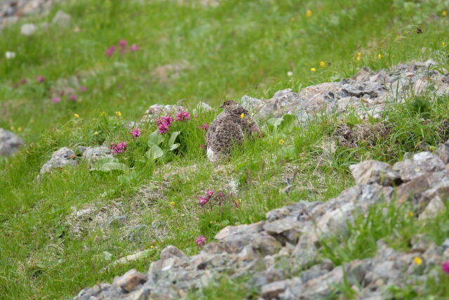 白馬岳のママ雷鳥2