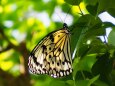 多摩動物公園の蝶