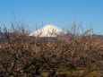 仲春の曾我梅林のから望む富士山