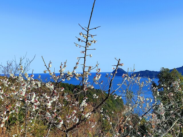 冬の海と梅