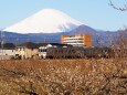 梅と富士山と御殿場線