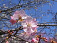 咲き始めた 河津桜