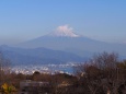 仲春の日本平から望む富士山