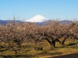 仲春の曽我梅林から望む富士山