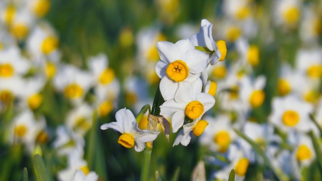 葛西臨海公園の水仙