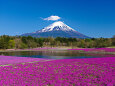 富士山と芝桜