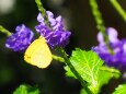 多摩動物公園の花と蝶