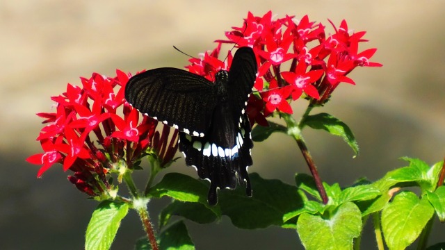 多摩動物公園の花と蝶