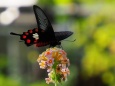 多摩動物公園の花と蝶