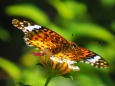 多摩動物公園の花と蝶