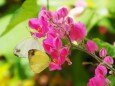 多摩動物公園の花と蝶