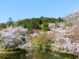 竜安寺