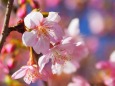 西平畑公園の河津桜