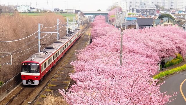 三浦海岸の河津桜と京急電車