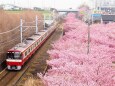 三浦海岸の河津桜と京急電車