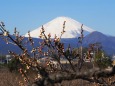 仲春の曽我梅林から望む富士山