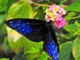 多摩動物公園の花と蝶