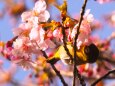 西平畑公園の河津桜とメジロ