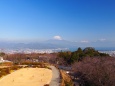 仲春の日本平から望む富士山