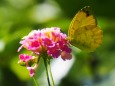 多摩動物公園の花と蝶