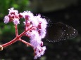 多摩動物公園の花と蝶