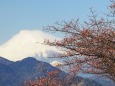 仲春の西平畑公園から望む富士山