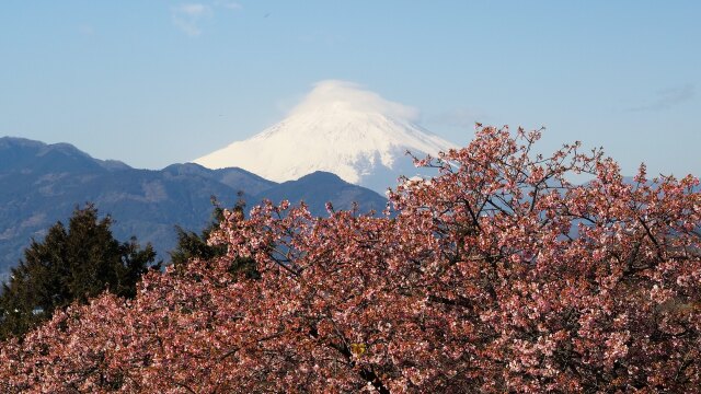 仲春の西平畑公園から望む富士山