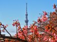 旧荒川の河津桜とスカイツリー