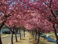 河津桜の並木道