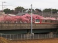 三浦海岸の河津桜と京急電車