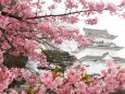 小田原城と河津桜