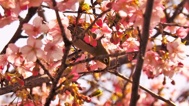 西平畑公園の河津桜とメジロ