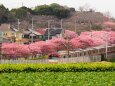 三浦海岸の河津桜と京急電車