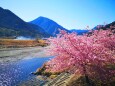 河津桜と清流銚子川