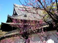 梅の花咲く梅林寺