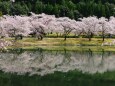 春をつげる花